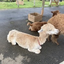 りーぬのひとりごと