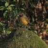 カメラ片手に：新たな野鳥観察の挑戦