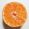 【柑橘の断面図】オログロス（クレメンティン）
