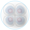 細胞②（DBCLS no.3）
