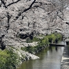 二ヶ領用水 お花見散歩　