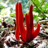ブナの森の惡の華