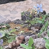 希少な青いケシの花・・・