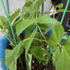 庭で夏野菜 28　【つるなしインゲン】
