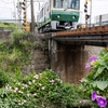 江ノ電　行合川の紫陽花