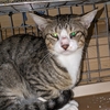 島猫TNR＝石垣島のノラ猫の不妊手術、329匹目😾