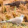 シラコバト、べニヒワ…石垣に「珍鳥」続々