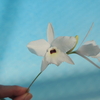 Laelia rubescens  f.s/a`Hayashi' 