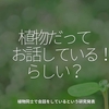 1472食目「植物だってお話している！らしい？」植物同士で会話をしているという研究発表