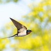 今年も福島にツバメがやってきました！–– Jag gör fullt med svalor som flyger