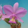 Cattleya nobilior 'My Valentine' BM/IOK