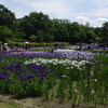馬見丘陵公園の菖蒲園