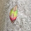 秋の終わりのような落ち葉(*´ω｀*)