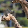 続・野鳥を探して