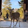 第五部14話　大仏の風（久しぶりの東大寺２）