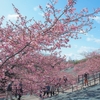 「東北のハワイ」で桜開花！いよいよ花の季節へ（福島・いわき）