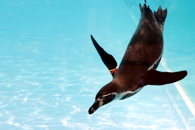ファーストペンギンとは？　ビジネスのファーストペンギンの特徴や思考を解説