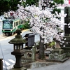 江ノ電　龍口寺の桜