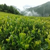 「おおいわせ」「やぶきた」「おくひかり」の二番茶芽