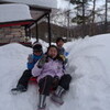黄楊（つげ）の木