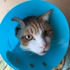 猫様の抜糸と、これからのこと。