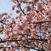 日記120225・熱海桜