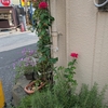 ７．１２（土・晴／曇り）転居後２週間。