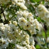 白八重咲きのモッコウバラ