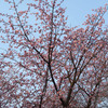 東川の桜