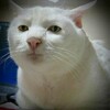 止血用のガーゼの置き忘れ、、、