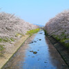 高田川の桜