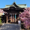 【桜神宮】河津桜が満開の境内は”春の世田谷名所”