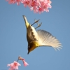 🐥飛翔するメジロさん😊