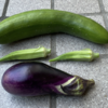 庭で夏野菜 54　【ナスビ・オクラ・キュウリの収穫】