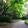 新宿御苑の兼六園菊桜など