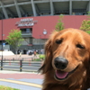 愛犬ロックの広島マツダスタジアム遠征