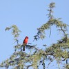 朝日のショウジョウコウカンチョウ(Northern Cardinal)