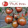 ブラッディタイガーとは？｜ゼブラ模様が美しい個性派ミニトマト
