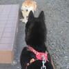 新しいお散歩パターンお試し中