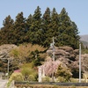 山祇神社の桜