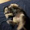 まろにー3566日目