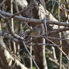 北本自然観察公園：ジョウビタキ、ルリビタキ、タシギ