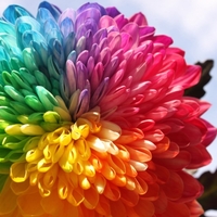 【最安値】なにわ男子 ライブDVD 2025『+Alpha(プラスアルファ)』予約サイトの価格比較～特典内容の違いまとめ。どこで買うと安い？