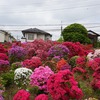 4月21日～4月27日(千歳烏山・国領、お台場・亀戸天神、高島屋・墨田区役所、武蔵小金井）