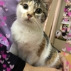 里親様募集中 三毛トラちゃん