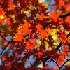 六義園紅葉撮影と目黒散策