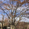 強羅の紅葉は今が見頃！2015年11月21日〜22日