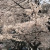 今年の桜は静かに満開