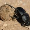 フンコロガシは薬になる？『本草綱目』と中国西南部の虫薬文化を解説