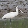 秋の水鳥湿地センター